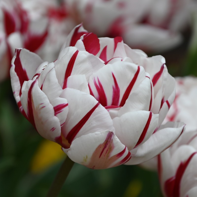 Tulipa 'Carnaval de Nice' Tulipa 'Carnaval de Nice'