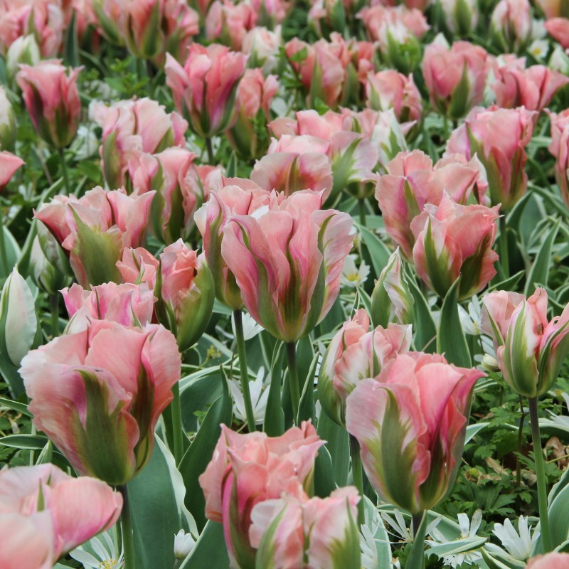 Tulipa 'China Town'