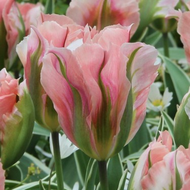 Tulipa 'China Town'