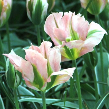 Tulipa 'China Town'