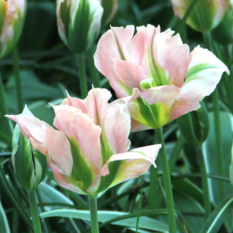 Tulipa 'China Town'