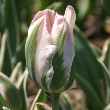 Tulipa 'China Town'