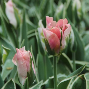 Tulipa 'China Town'