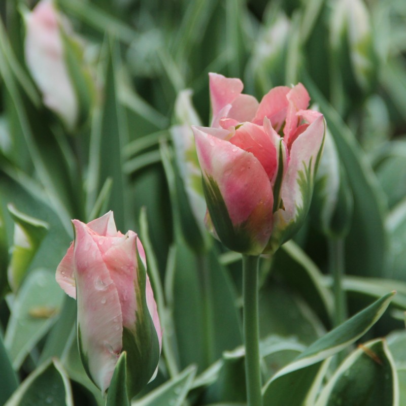 Tulipa 'China Town'