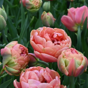 Tulipa 'Copper Image'