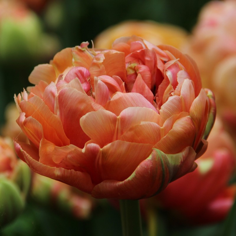 Tulipa 'Copper Image'