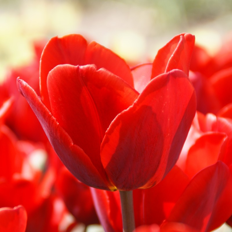 Tulipa 'Couleur Cardinal'