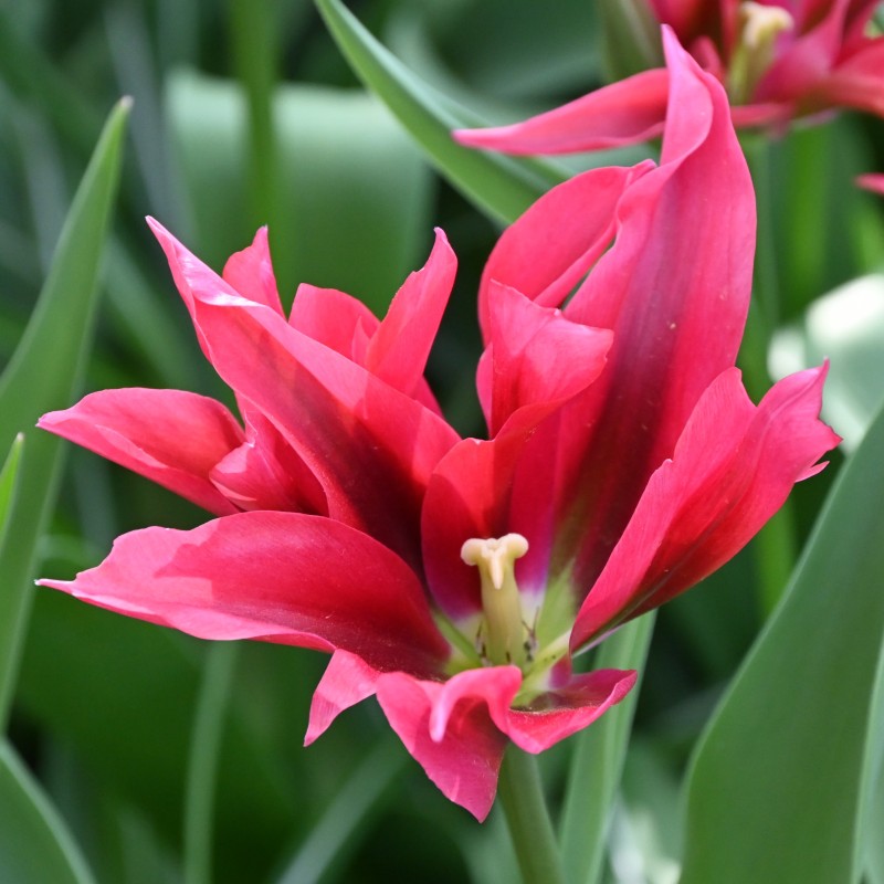 Tulipa 'Doll's Minuet'