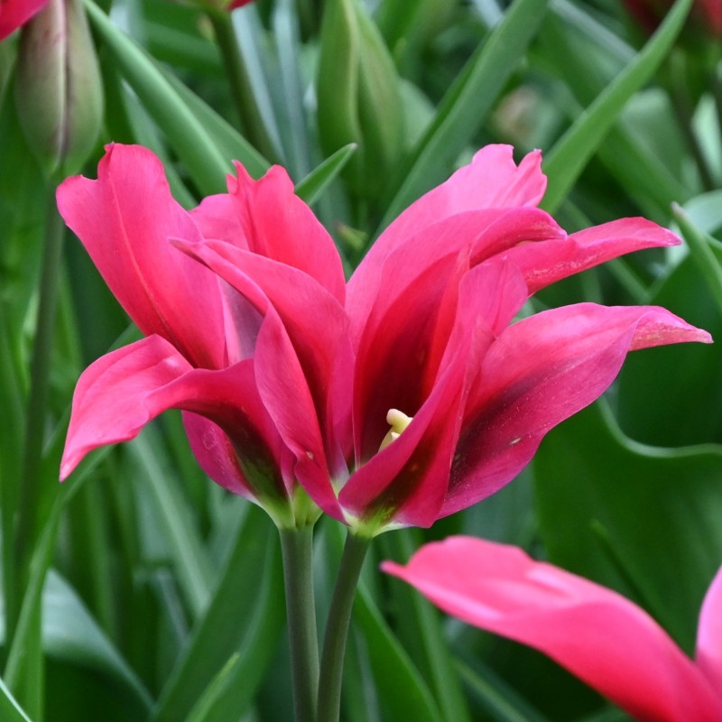 Tulipa 'Doll's Minuet'