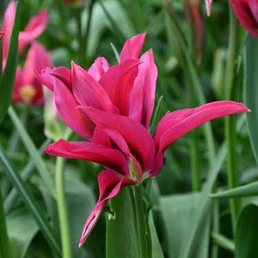 Tulipa 'Doll's Minuet'