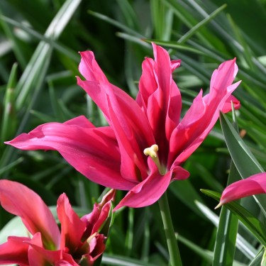 Tulipa 'Doll's Minuet'