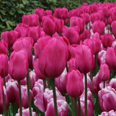 Tulipa 'Don Quichotte'