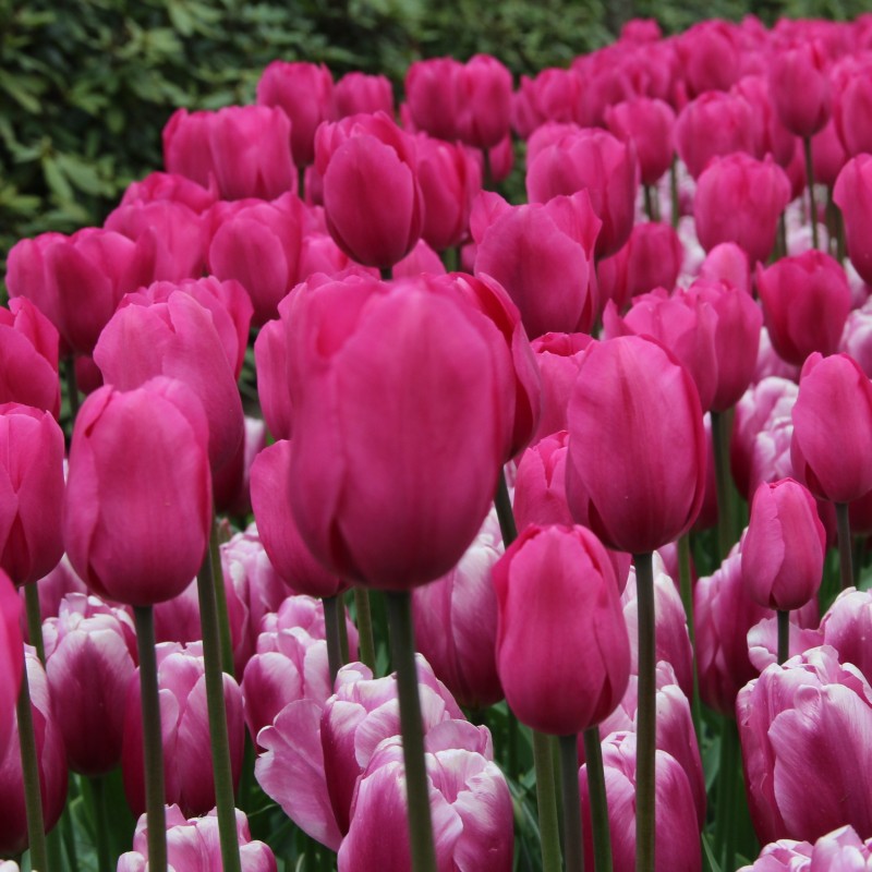 Tulipa 'Don Quichotte'