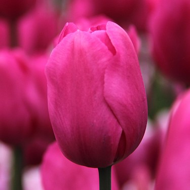 Tulipa 'Don Quichotte'