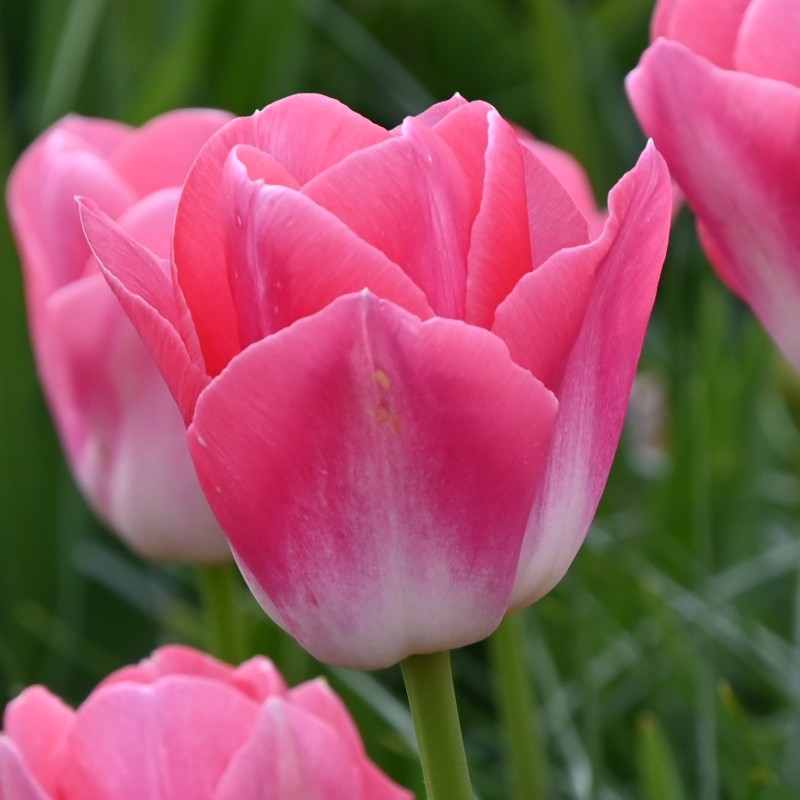 Tulipa 'Dynasty'