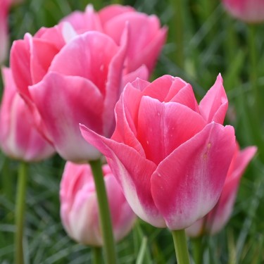 Tulipa 'Dynasty'