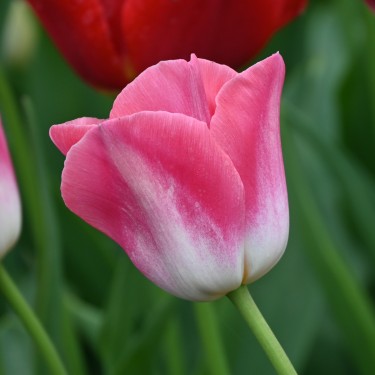 Tulipa 'Dynasty'