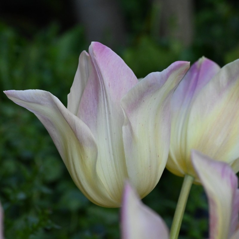 Tulipa 'Elegant Lady'