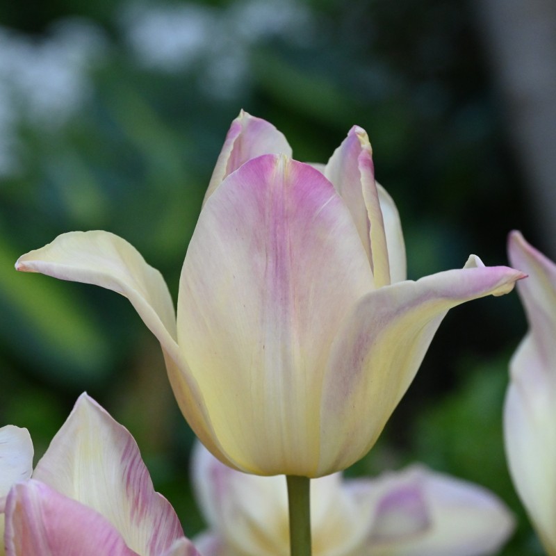 Tulipa 'Elegant Lady'