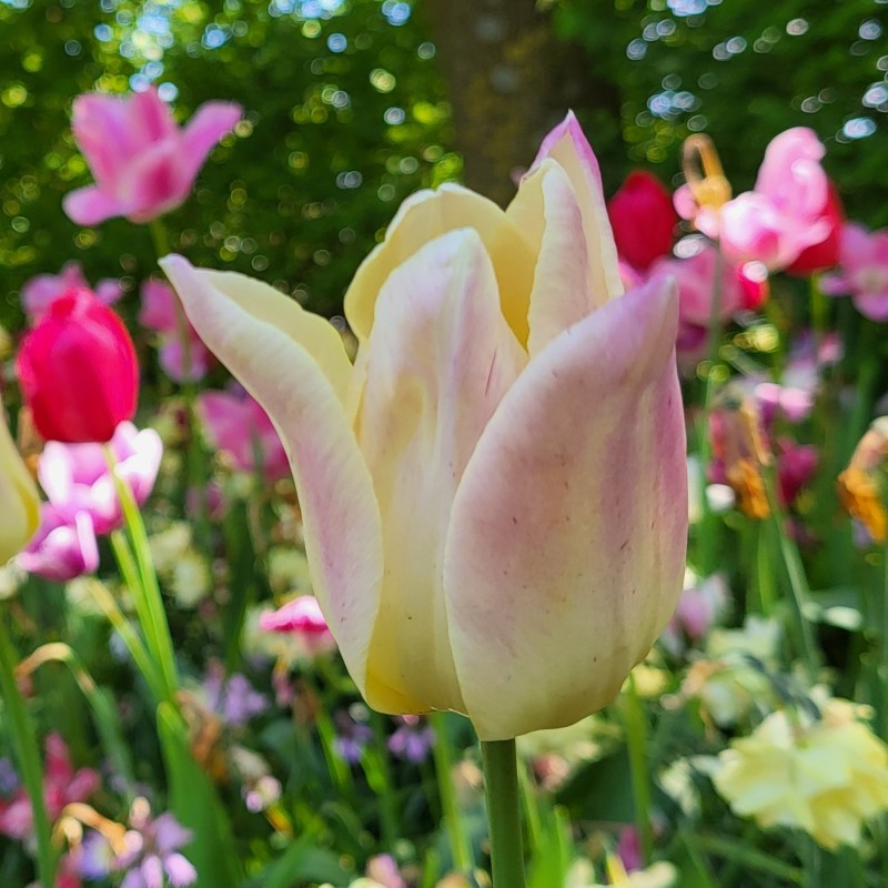Tulipa 'Elegant Lady'