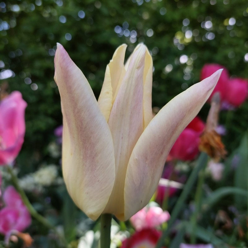 Tulipa 'Elegant Lady'
