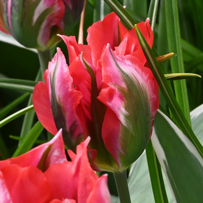 Tulipa 'Esperanto'