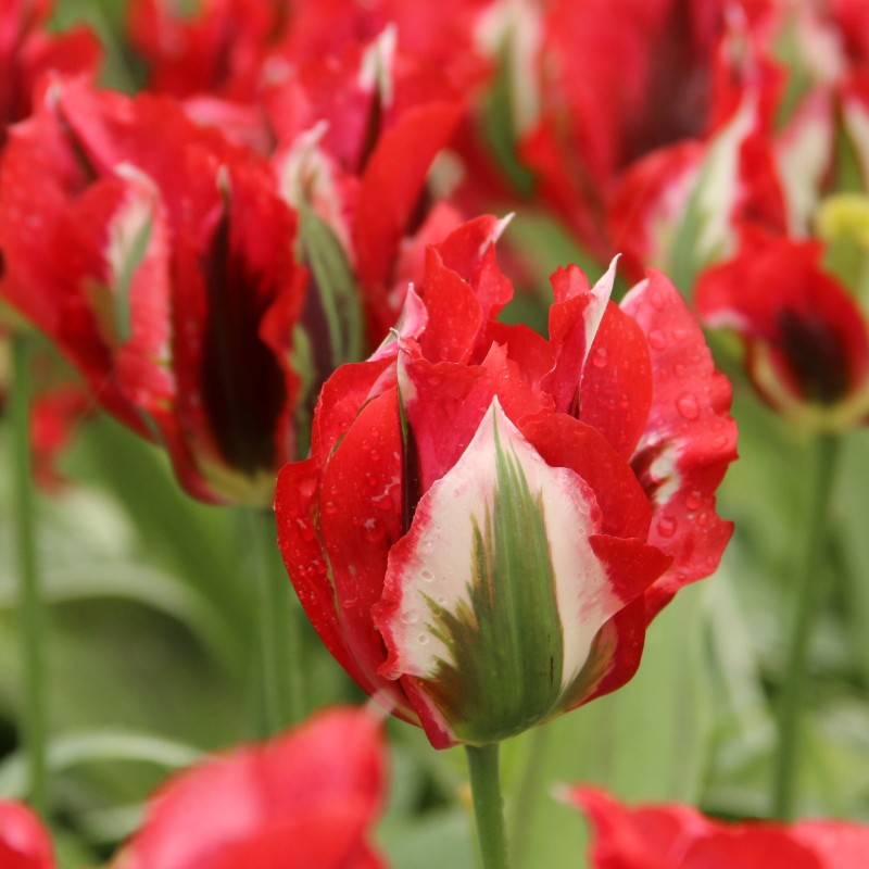 Tulipa 'Esperanto'