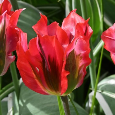 Tulipa 'Esperanto'