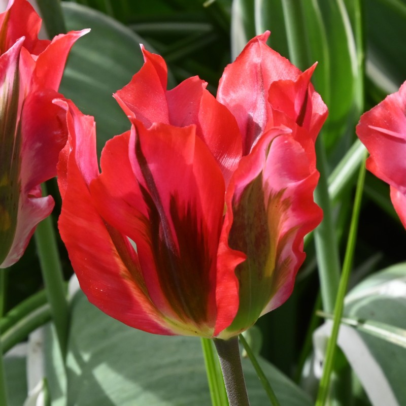 Tulipa 'Esperanto'