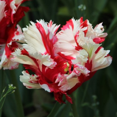 Tulipa 'Estella Rijnveld'