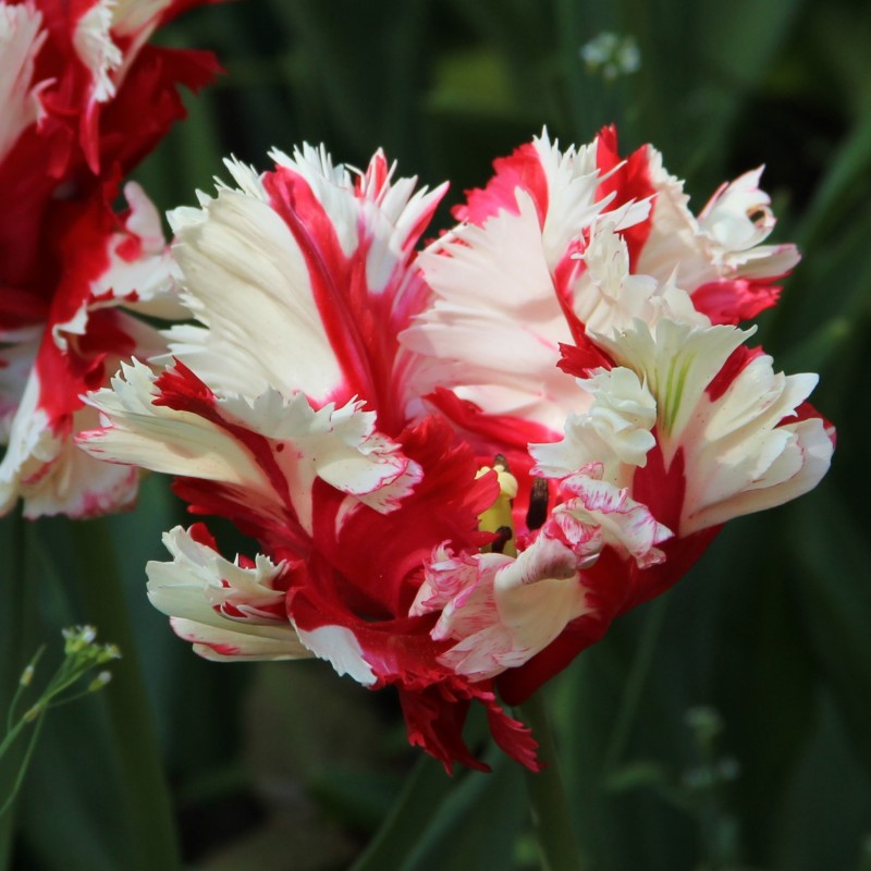 Tulipa 'Estella Rijnveld'