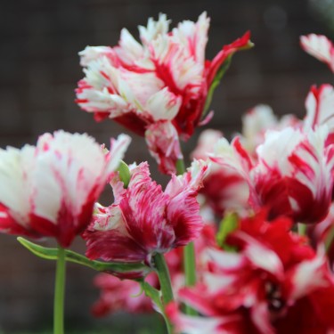 Tulipa 'Estella Rijnveld'