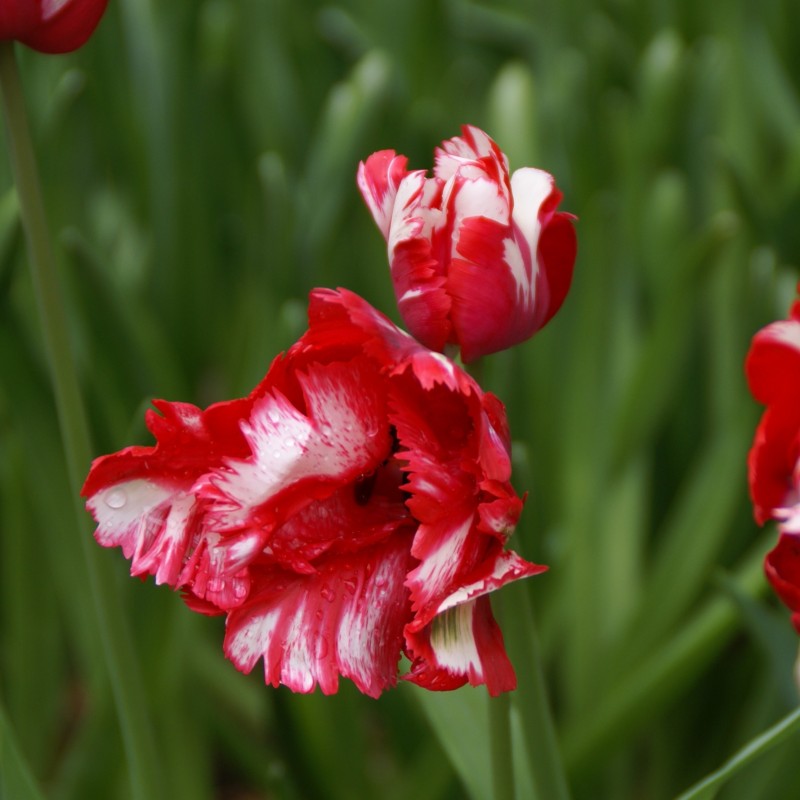 Tulipa 'Estella Rijnveld'