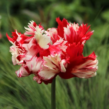 Tulipa 'Estella Rijnveld'