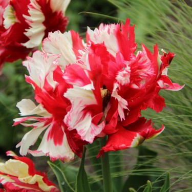 Tulipa 'Estella Rijnveld'