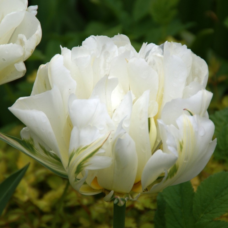 Tulipa 'Exotic Emperor'
