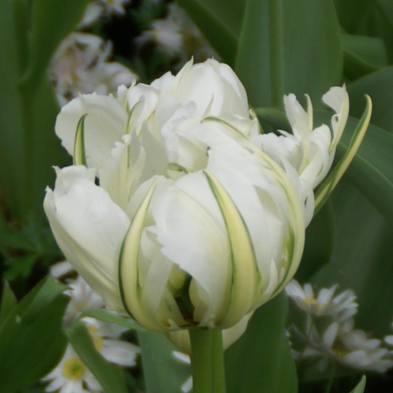 Tulipa 'Exotic Emperor'