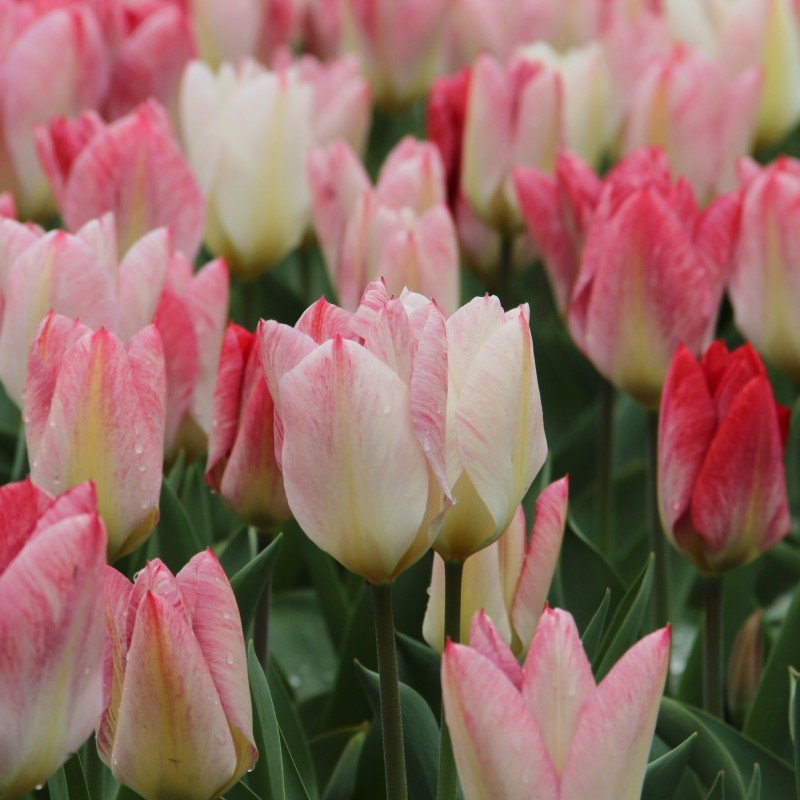 Tulipa 'Flaming Purissima'
