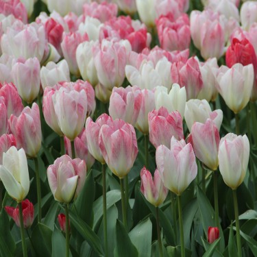 Tulipa 'Flaming Purissima'