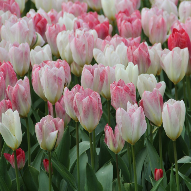 Tulipa 'Flaming Purissima'