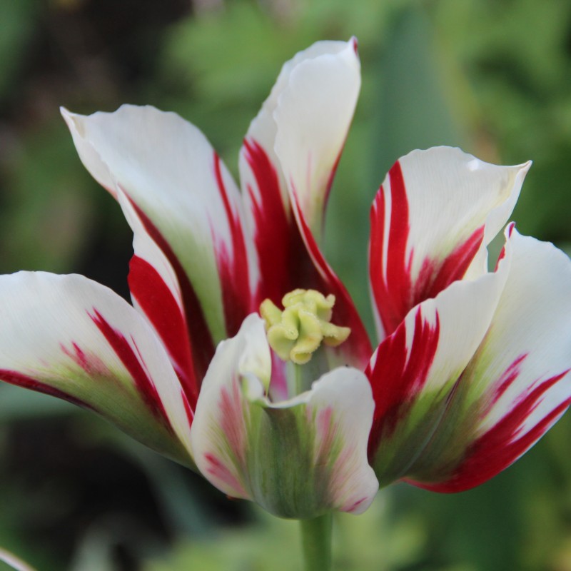 Tulipa 'Flaming Springgreen'