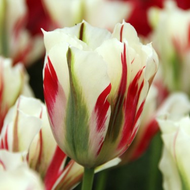 Tulipa 'Flaming Springgreen'