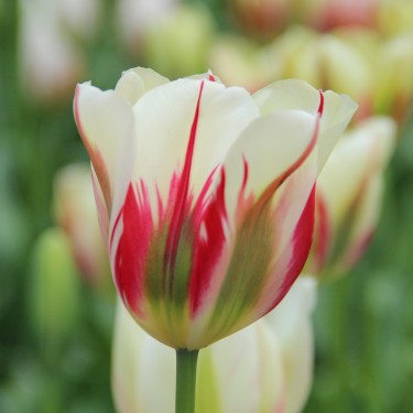 Tulipa 'Flaming Springgreen'