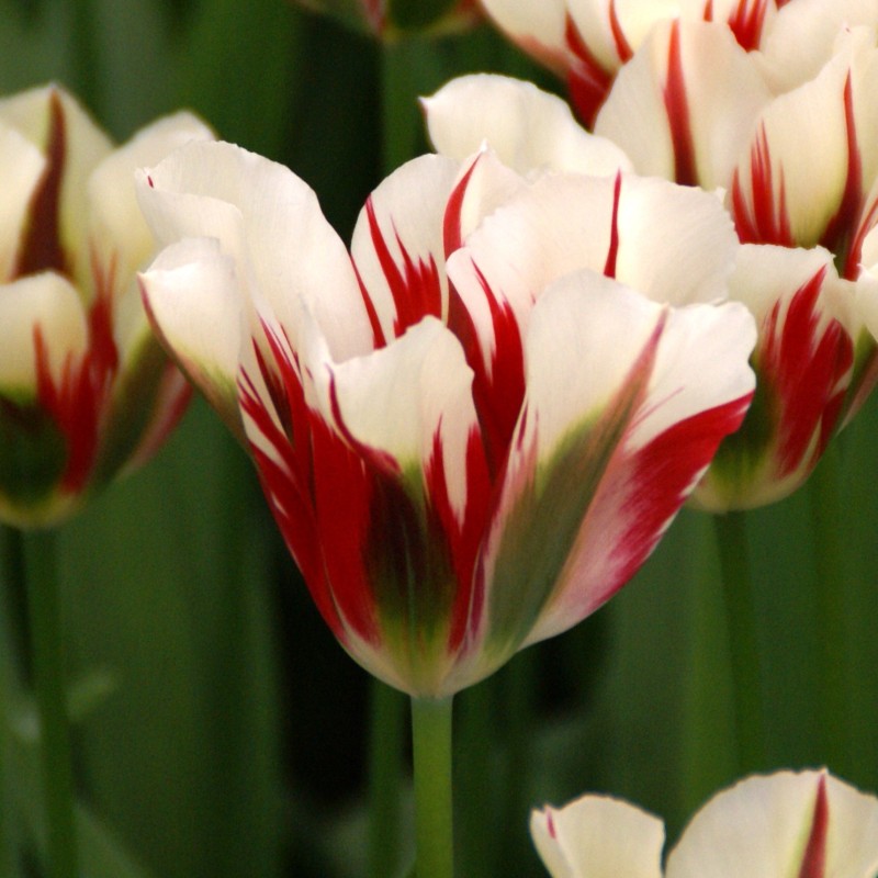 Tulipa 'Flaming Springgreen'