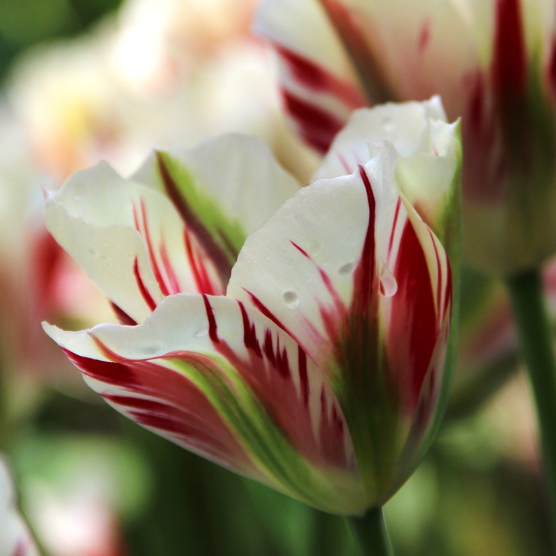 Tulipa 'Flaming Springgreen'