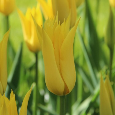 Tulipa 'Flashback'