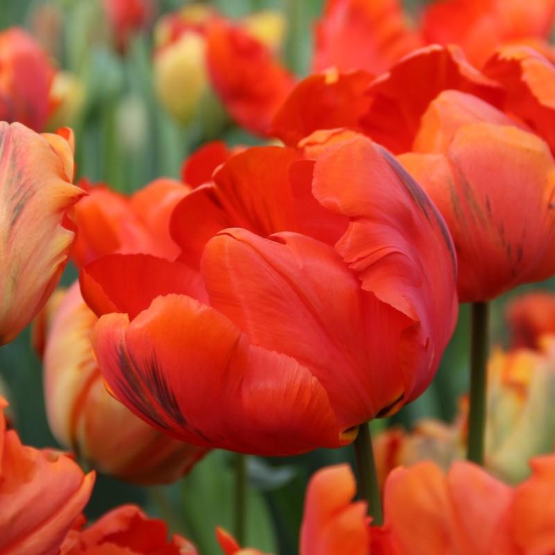 Tulipa 'Flower Power'