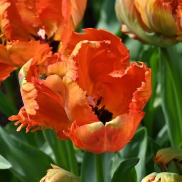 Tulipa 'Flower Power'