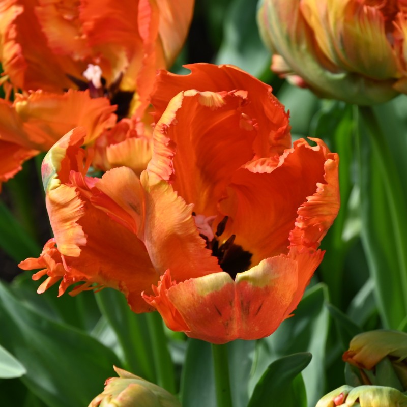 Tulipa 'Flower Power'
