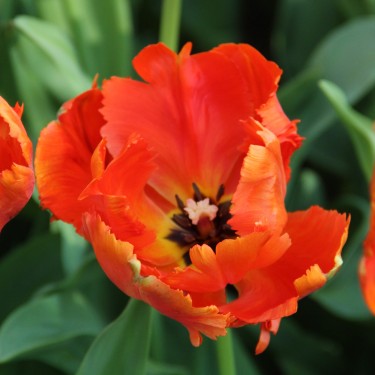 Tulipa 'Flower Power'